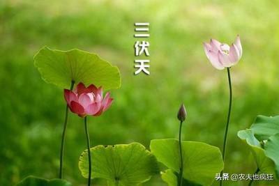 2025年大暑是几月几日，2025年大暑是哪天