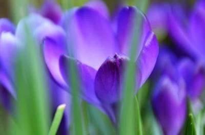 最花心的生肖 花心的人是哪几个生肖