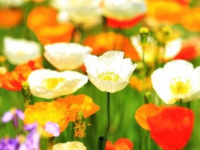 桃花眼的女人面相图解 女性长桃花眼好不好