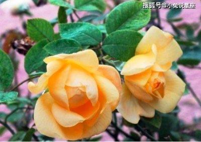 1981年1月25日下午15-17点出生性格、运势和命运