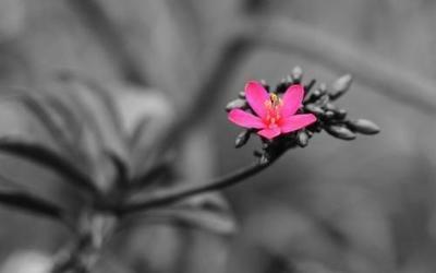 明年哪些生肖人的运势最好为什么 明年哪些生肖人的运势最好为什么