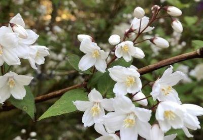 未来一周鸿运临门 有吉星入住 可得大财进账的生肖 未来一周鸿运临门 有吉星入住 可得大财进账的生肖