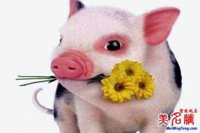 2025年出生的属猪宝宝起名最新方法