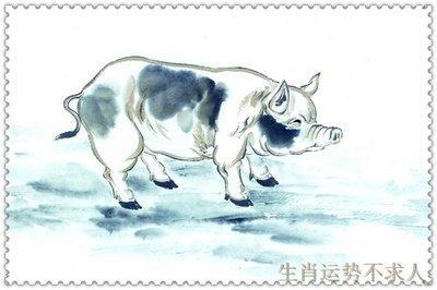 本命年要注意什么生肖猪今年转运的关键之处