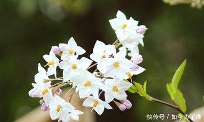 2025年十一月贵人运事业顺畅的生肖