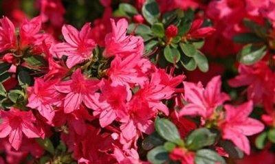 杜鹃花的花语是什么  杜鹃花的寓意