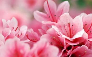 杜鹃花的花语是什么  杜鹃花的寓意