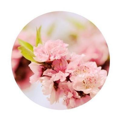 2025年命有桃花，遭遇婚外情可能性较高的生肖