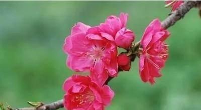 2025年命有桃花，遭遇婚外情可能性较高的生肖