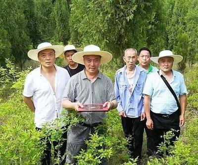 杨公风水告诉你 植物和风水之间究竟有何联系