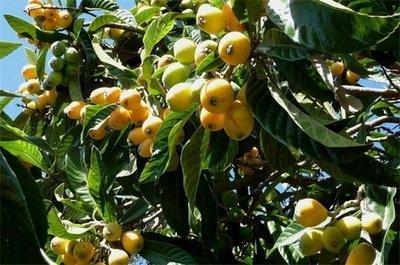 枇杷树不好风水，枇杷树可以种植吗