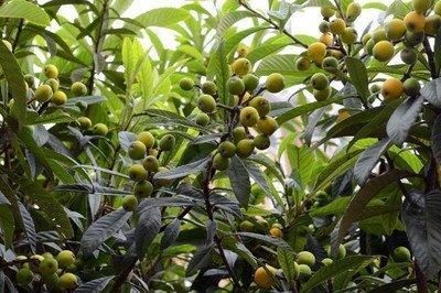 枇杷树不好风水，枇杷树可以种植吗