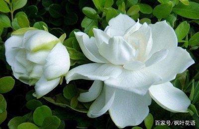 栀子花的花语是什么 栀子花的寓意