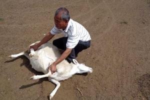 梦见杀羊是什么意思(孕妇梦见杀羊是什么意思)