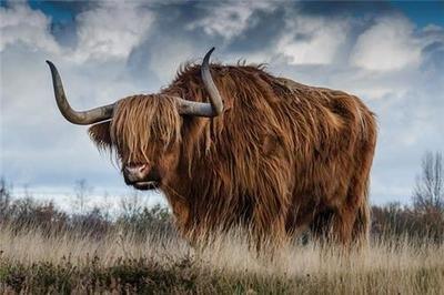 梦见牛追我还要攻击我(男人梦见牛追我还要攻击我)