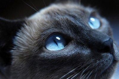 梦见猫拉屎(梦见猫拉屎在家里地上)
