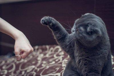 梦见猫是什么意思(男人梦见猫是什么意思)