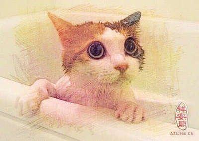 梦见猫是什么意思(男人梦见猫是什么意思)