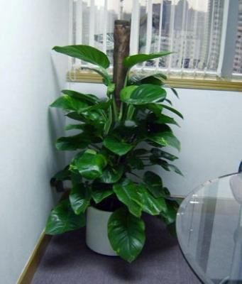 办公室风水绿植摆放 办公室摆放什么植物最好