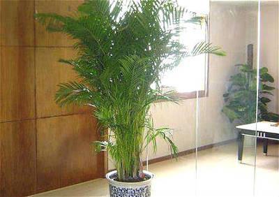 办公室风水绿植摆放 办公室摆放什么植物最好