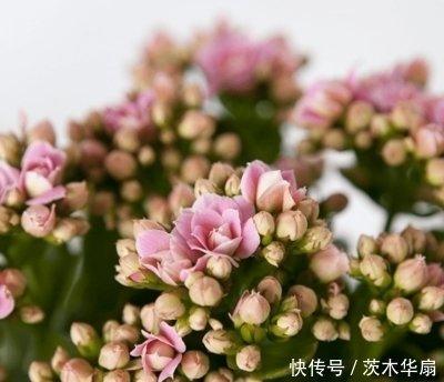 最懂事的生肖女人 明白事理的女人生肖 最懂事的生肖女人 明白事理的女人生肖