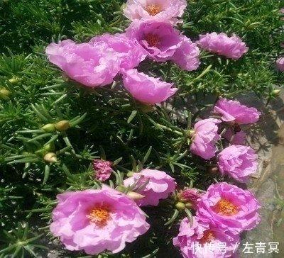 最懂事的生肖女人 明白事理的女人生肖 最懂事的生肖女人 明白事理的女人生肖