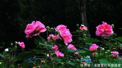 最抗拒结婚的生肖女 什么原因导致她们不想结婚