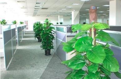 办公室风水：办公室风水植物怎么选