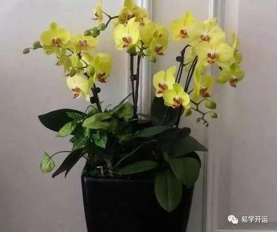 办公桌上摆放什么植物提高事业运 事业发展顺利的植物