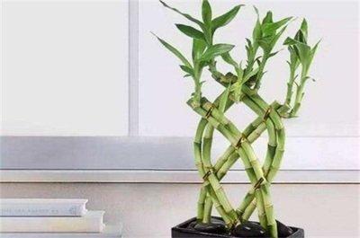 办公桌上摆放植物有哪些风水讲究