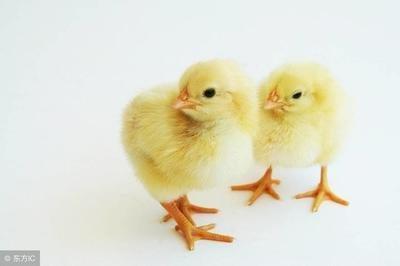 1981年4月13日傍晚17-19点出生性格、运势和命运