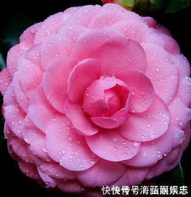 最无情的生肖是什么 哪几个生肖的人很无情