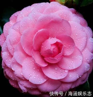 最无情的生肖是什么 哪几个生肖的人很无情