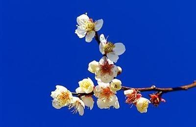 1981年4月18日晚上19-21点出生性格、运势和命运