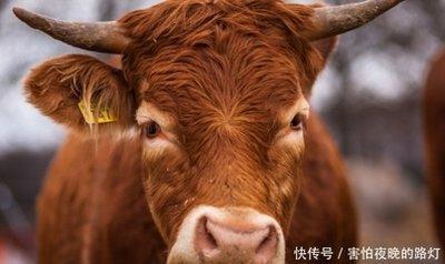 1981年4月27日晚上23-24点出生性格、运势和命运