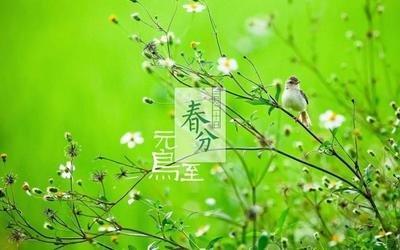 春分有什么寓意 2025年春分节气吃什么比较好