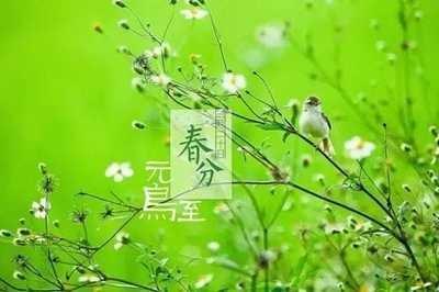 春分有什么风俗 2025年春分是什么时间