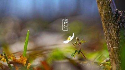 春分有什么风俗 2025年春分是什么时间