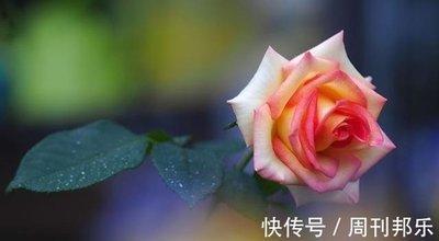 晚婚主义者说的就是这些生肖 什么生肖的人会晚婚