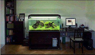 如何避免摆放鱼缸后影响家中的财运