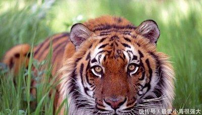 最爱财的生肖 眼中就只有钱的生肖