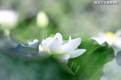 最具正义感的星座 内心是干净无比的