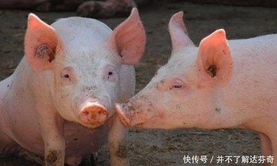 最完美的生肖组合  相爱或相处都很和谐