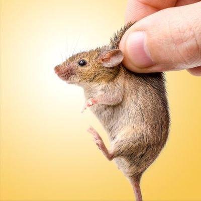 戌时属鼠人的命运 属鼠戌时生人怎么样