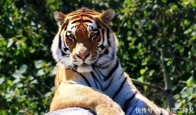最容易出母老虎的生肖 绝对不能招惹
