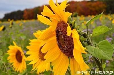 最小心谨慎的生肖 绝对不会敷衍了事
