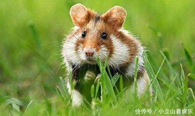 此3大生肖未来3个月怎么提升财运 此3大生肖未来3个月怎么提升财运