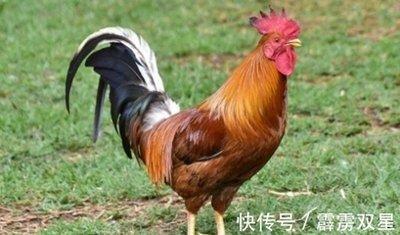 没有心眼的生肖 生来就没有坏心眼的生肖
