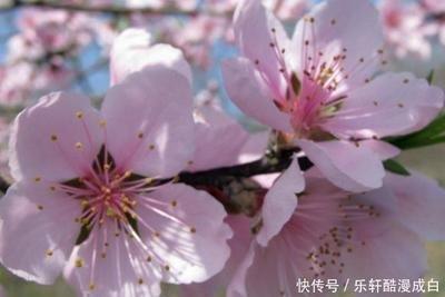 没有心眼的生肖 生来就没有坏心眼的生肖