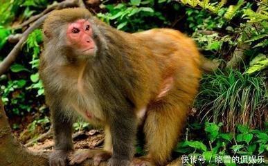 没能力没本事却不自知的三大生肖能力不强